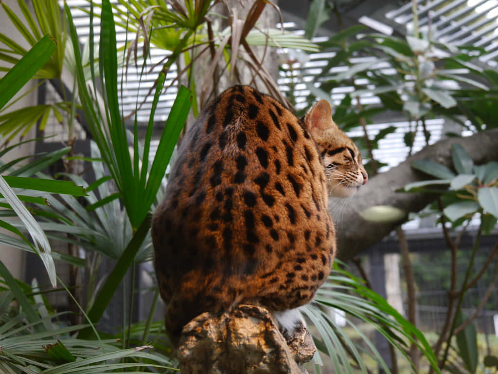 Leopard Cat, greenhouse, tree stump, SD Desktop Wallpaper