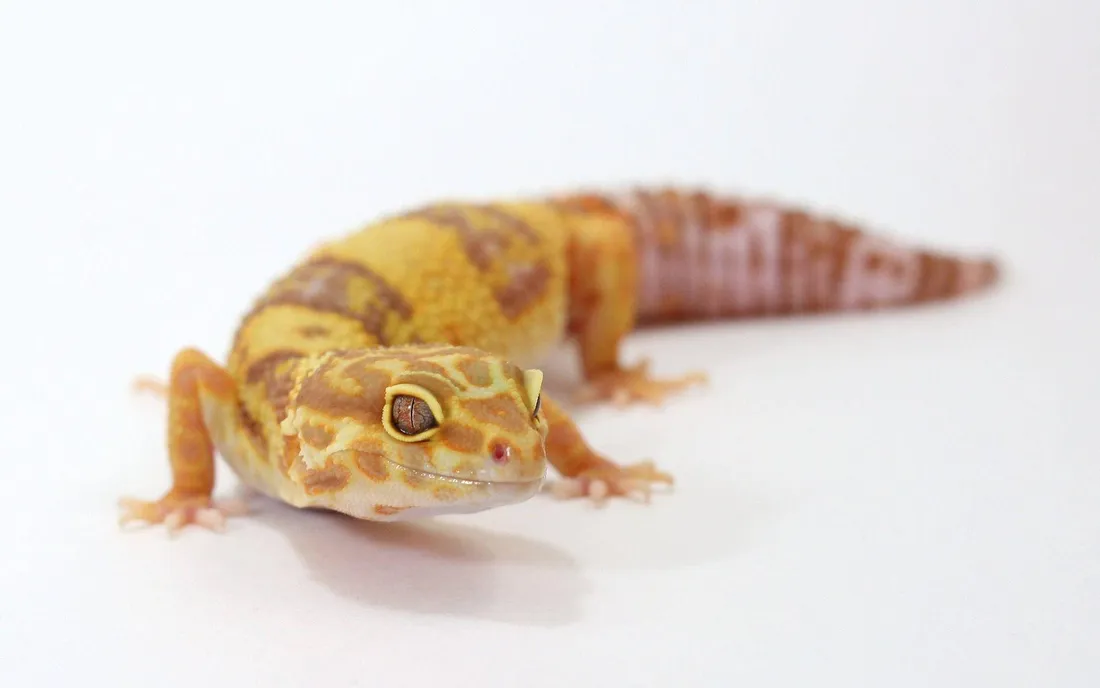 Leopard Gecko Wallpapers