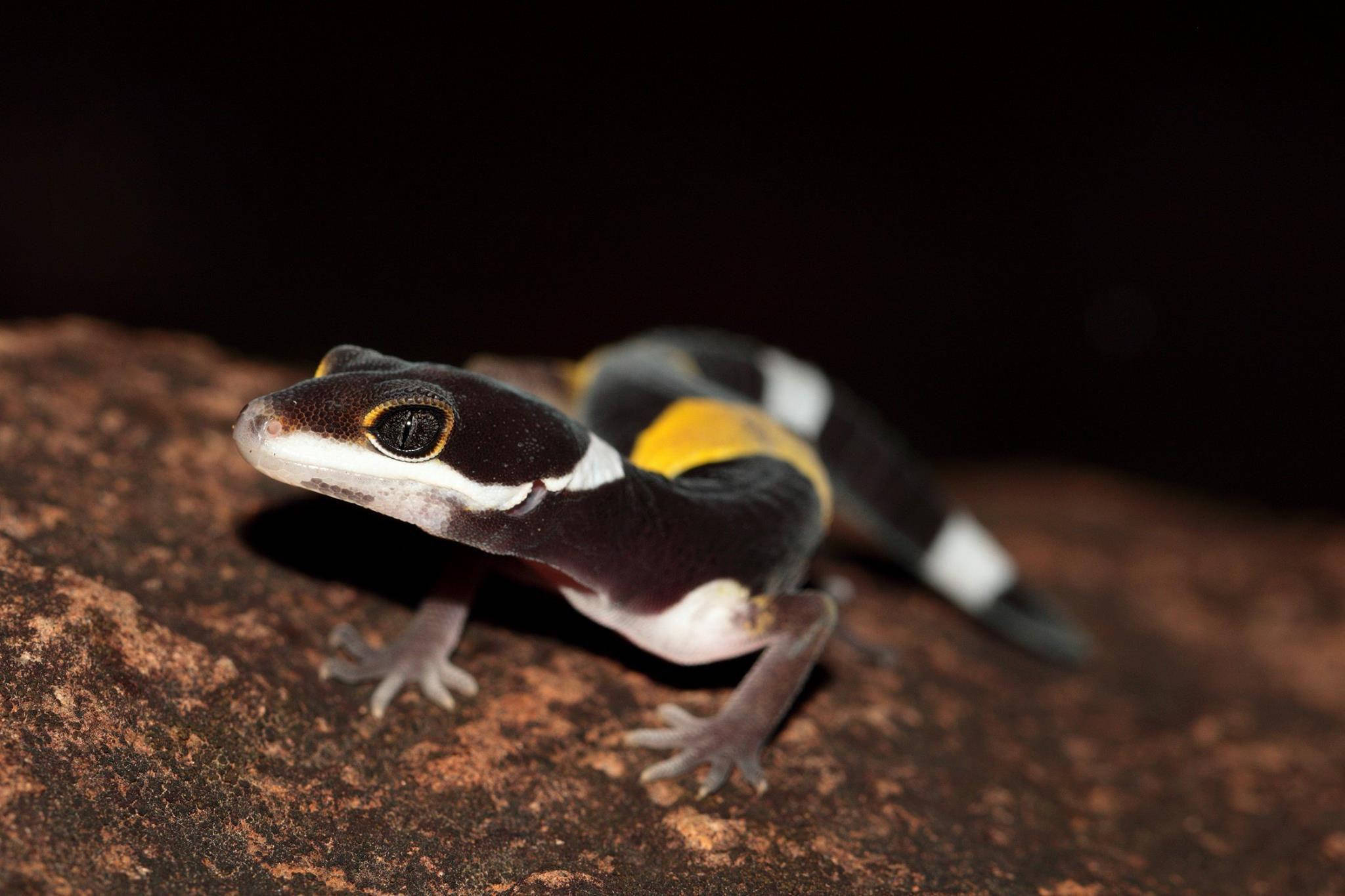 Leopard Gecko, black, white, Full HD Desktop Wallpaper