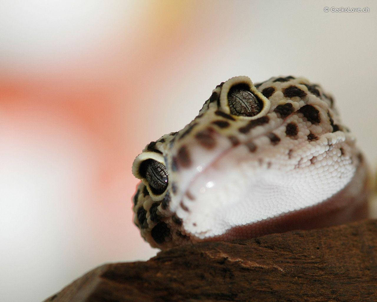 leopard gecko, textured head, spotted pattern, HD Desktop Wallpaper