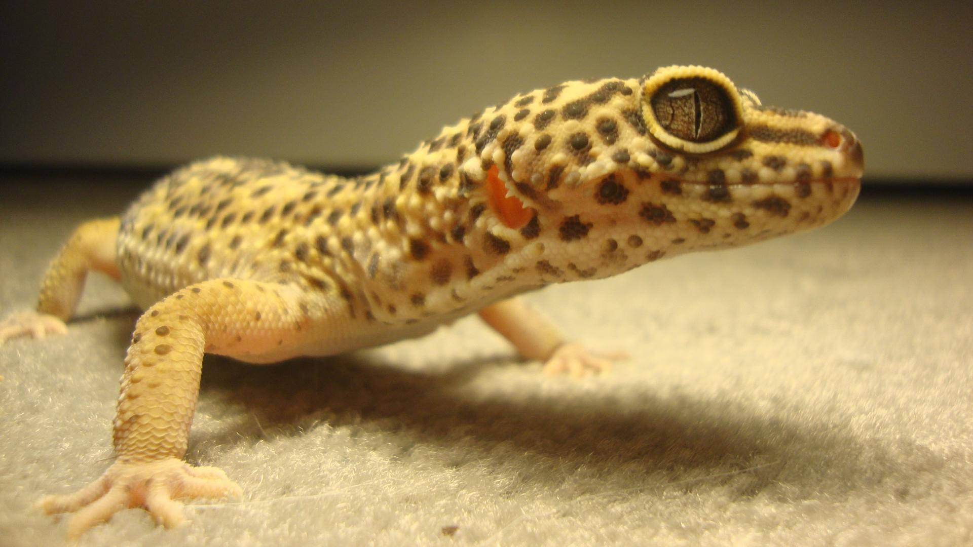 leopard gecko, spotted tan and brown skin, close-up, Full HD Desktop Wallpaper