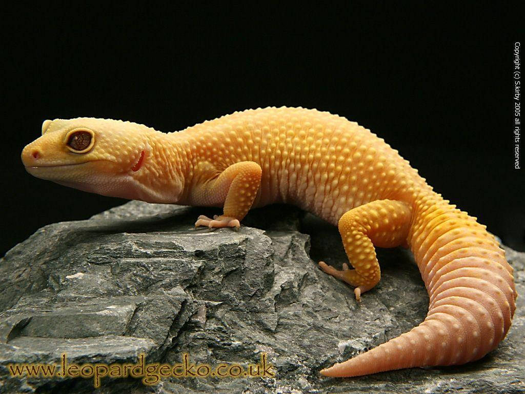 Yellow Leopard Gecko, textured skin, dark gray rock, SD Desktop Wallpaper