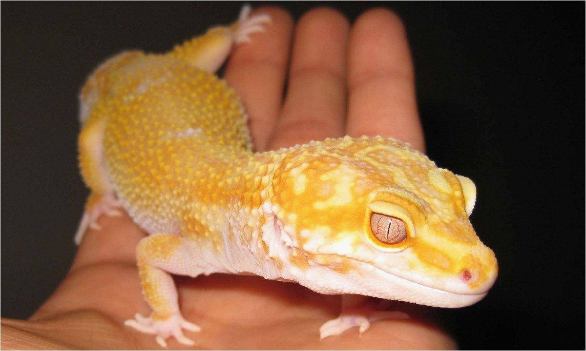 leopard gecko, yellow, textured skin, SD Desktop Wallpaper