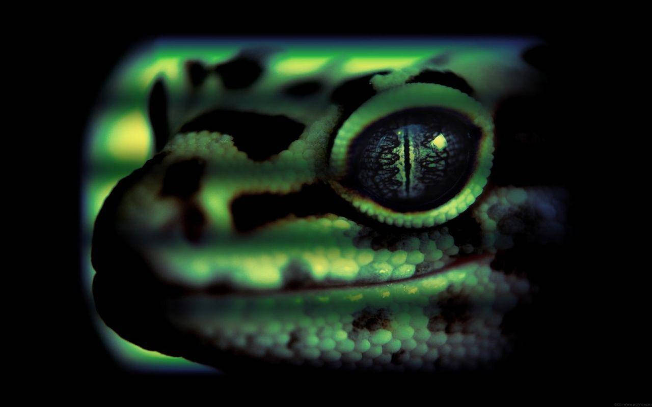 Leopard Gecko, glowing green eye, textured skin, HD Desktop Wallpaper