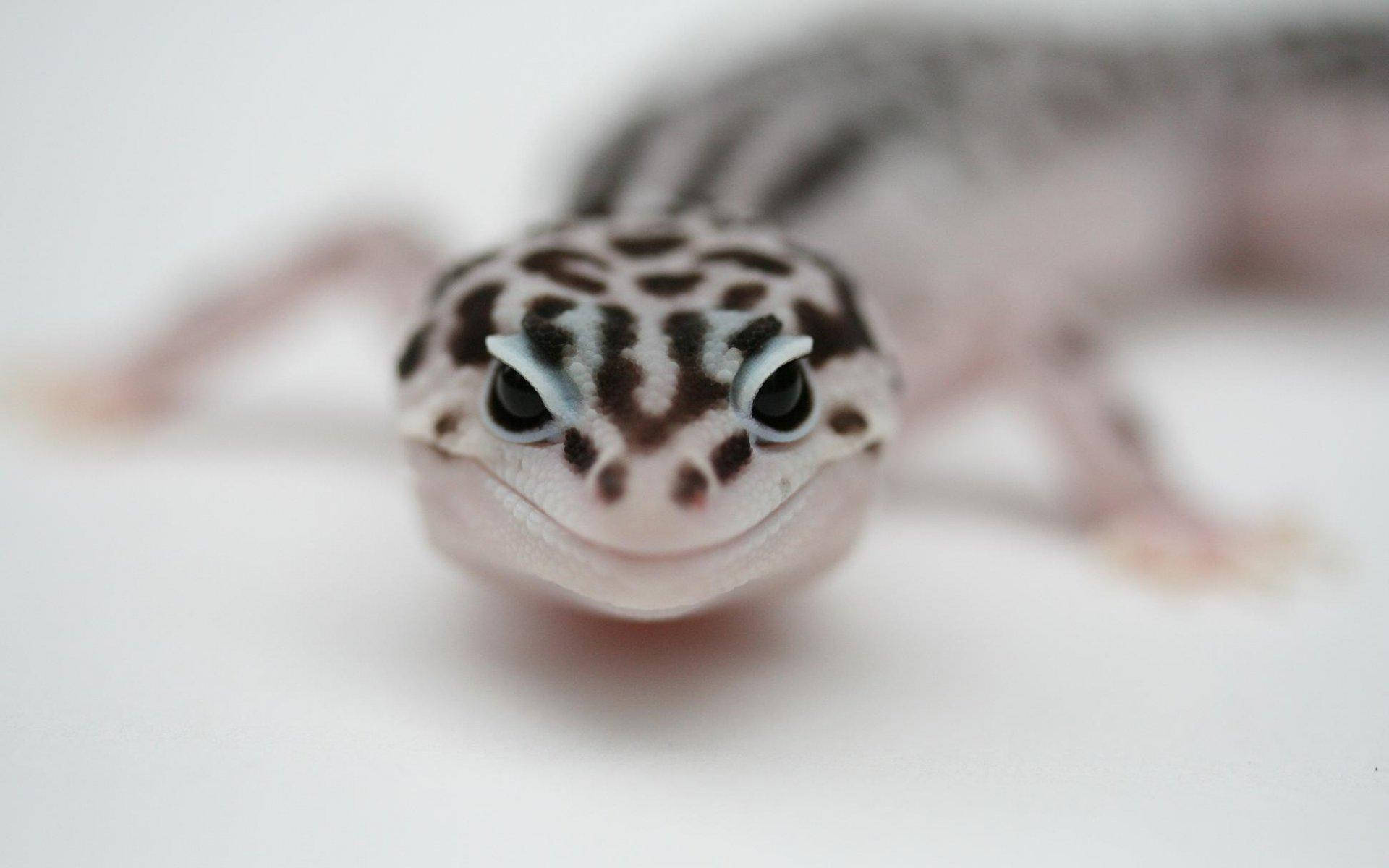leopard gecko, black spots, wide eyes, Full HD Desktop Wallpaper