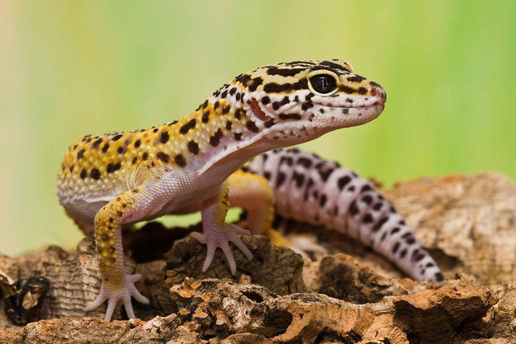 leopard gecko, yellow and black spotted skin, textured bark, SD Desktop Wallpaper