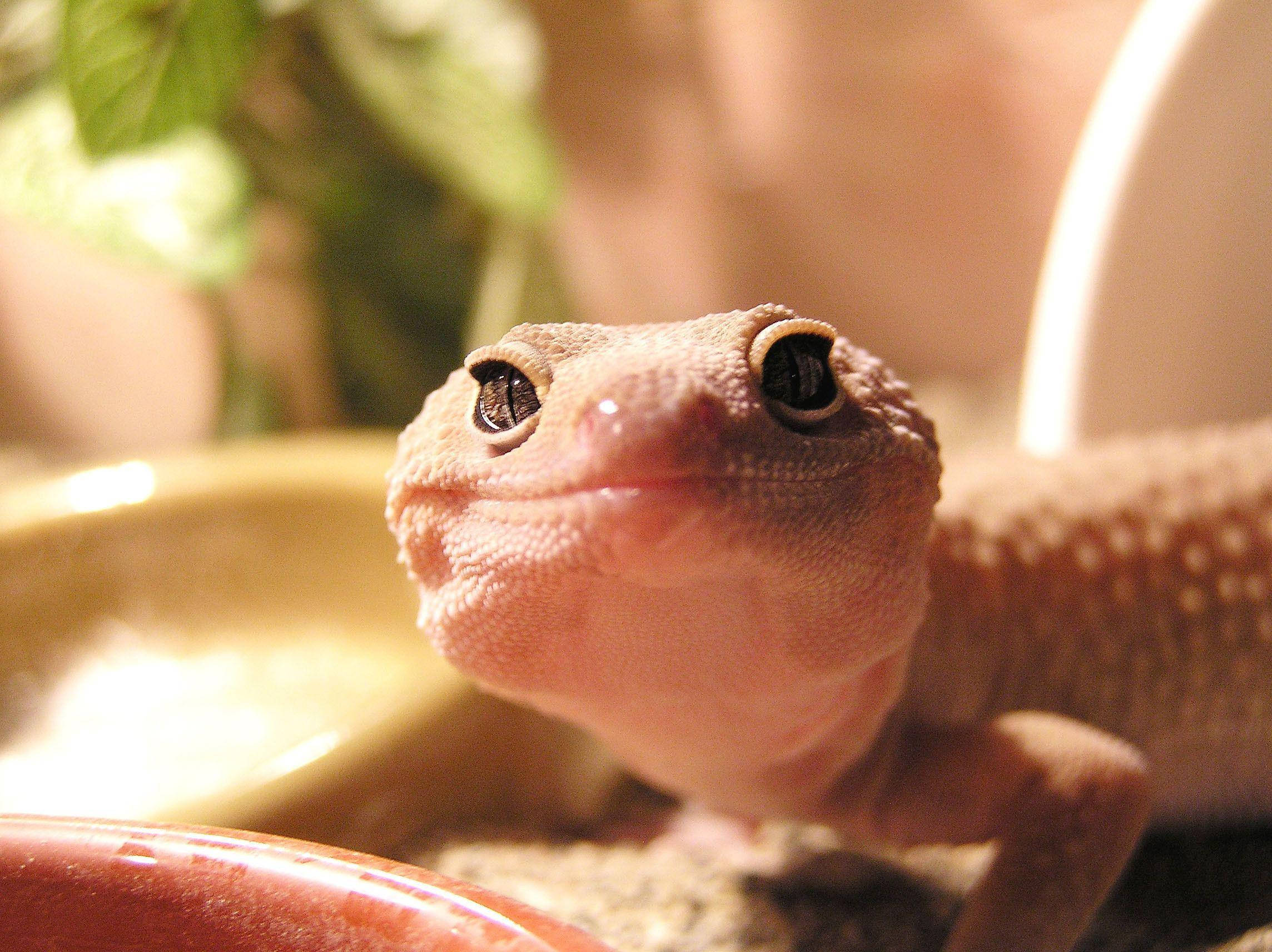 leopard gecko, pale pink, large dark eyes, Full HD Desktop Wallpaper
