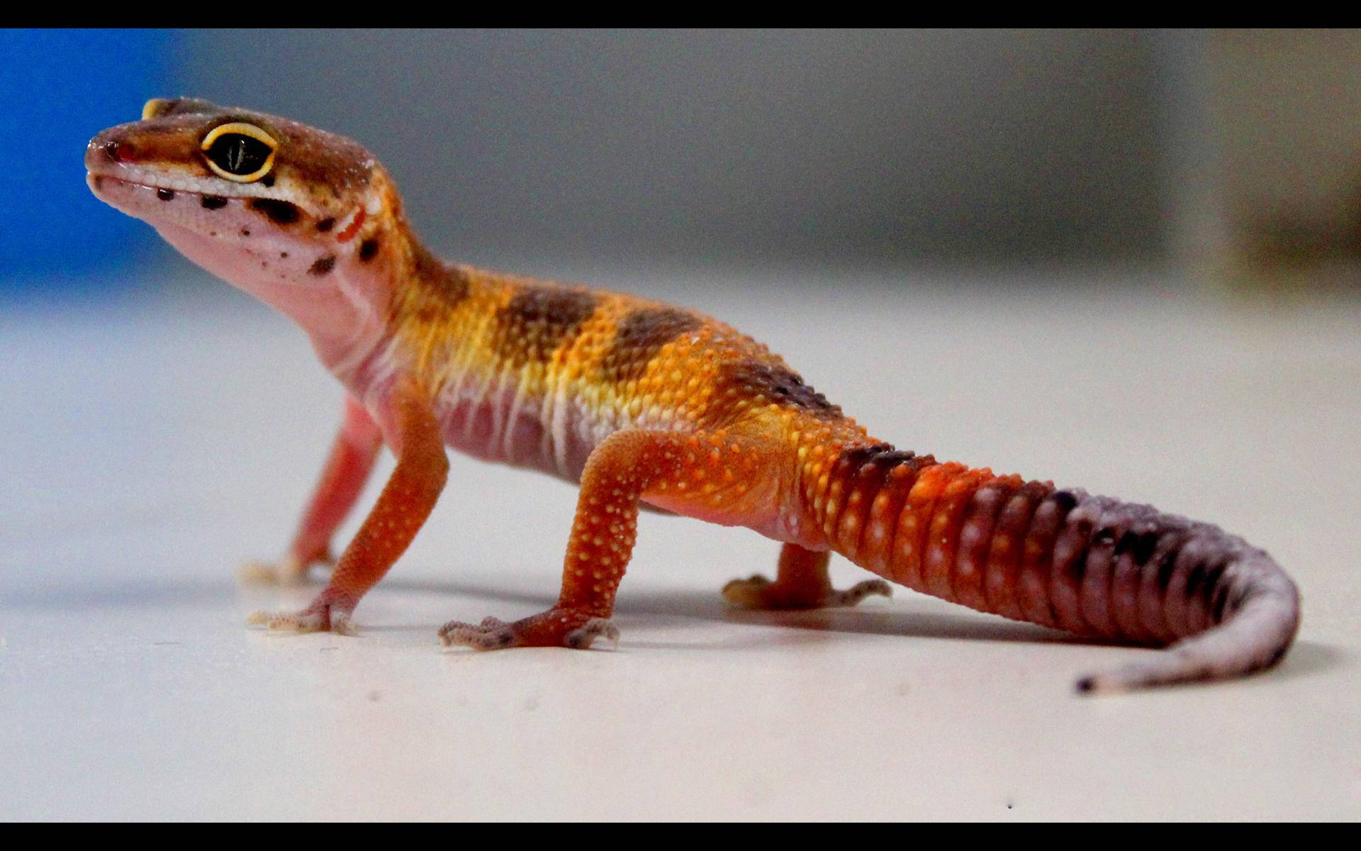Leopard Gecko, orange, brown, Full HD Desktop Wallpaper