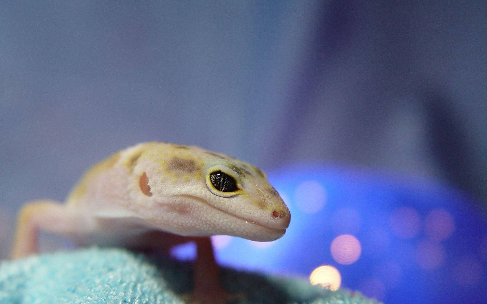 leopard gecko, pale yellow, large dark eyes, HD Desktop Wallpaper
