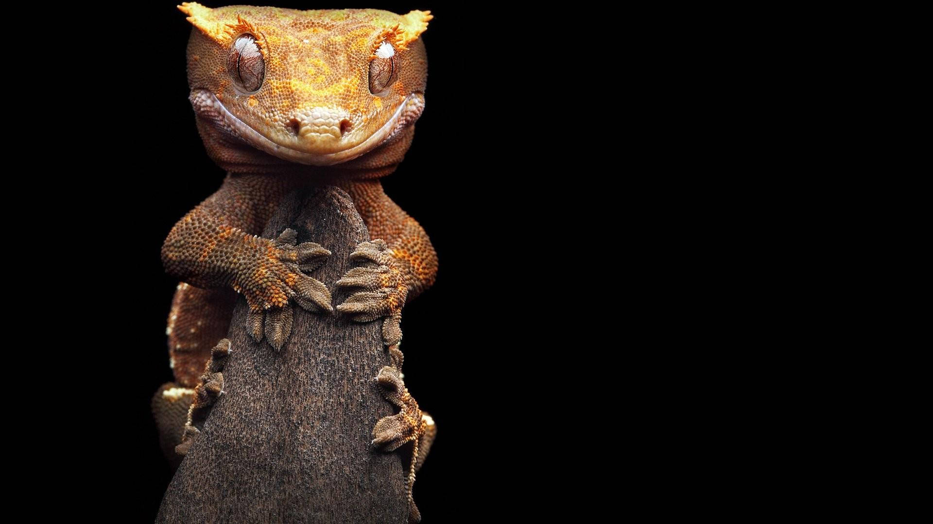 Leopard Gecko, brown and orange skin, textured skin, Full HD Desktop Wallpaper