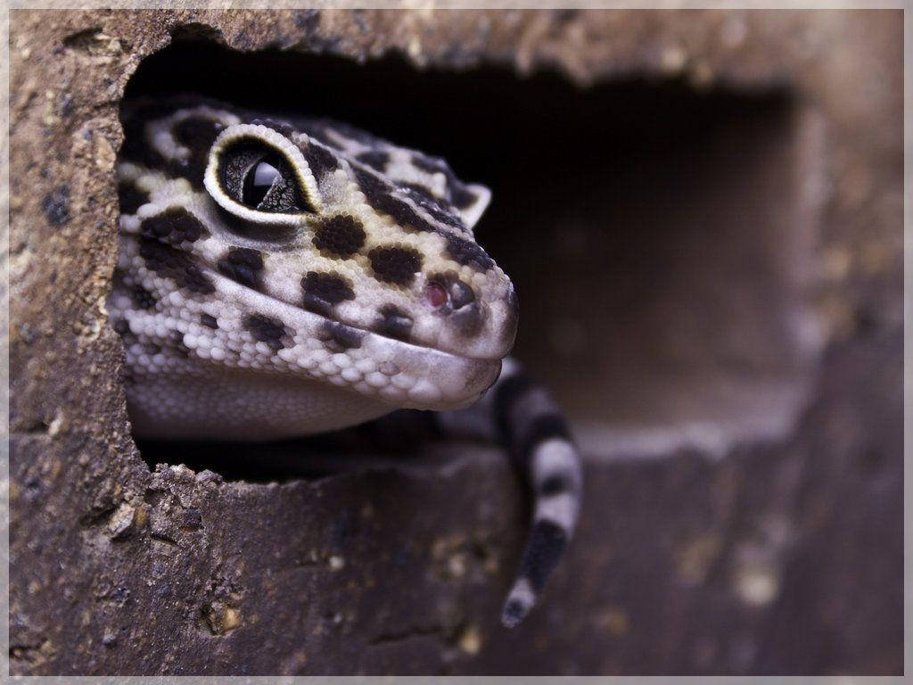 leopard gecko, dark hole, rough textured bark, SD Desktop Wallpaper