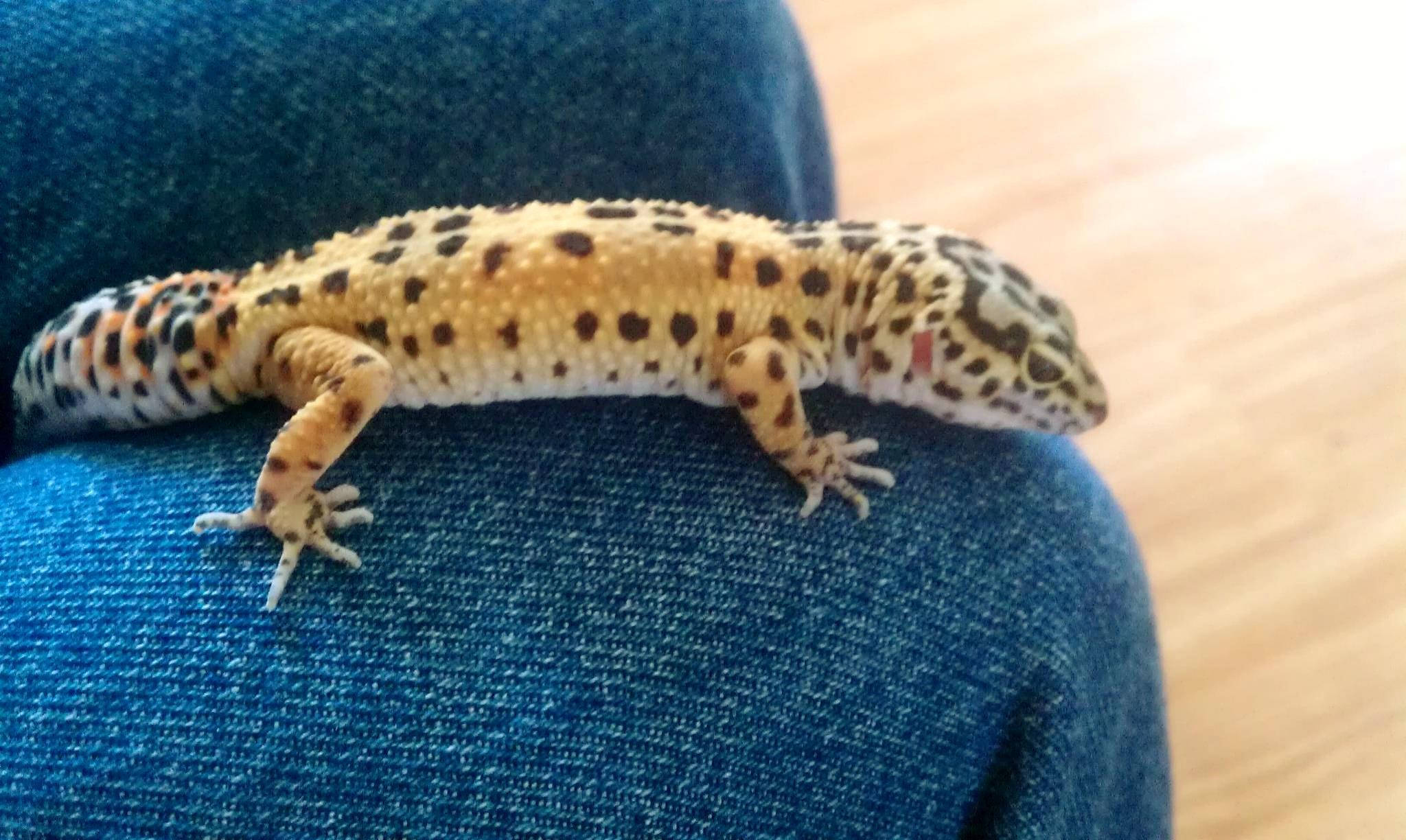 Leopard Gecko, blue denim surface, light wood floor, Full HD Desktop Wallpaper