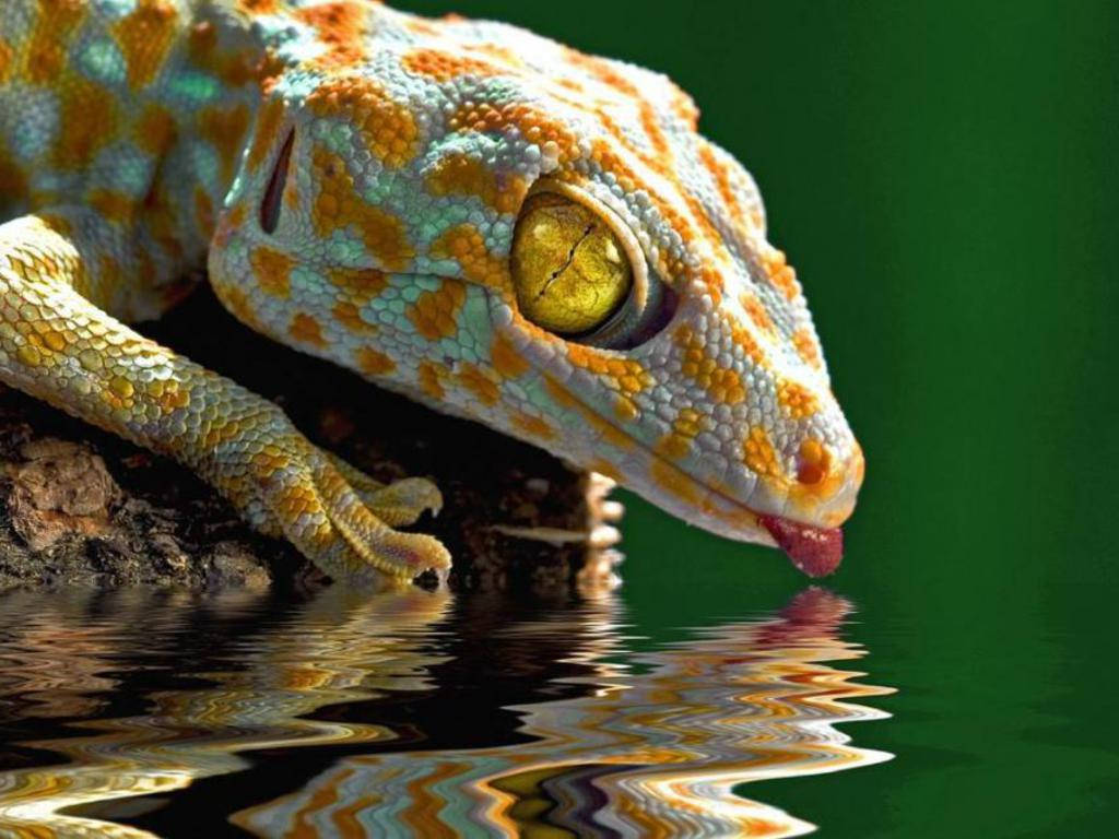 Leopard Gecko, orange and teal scales, rippling water, SD Desktop Wallpaper