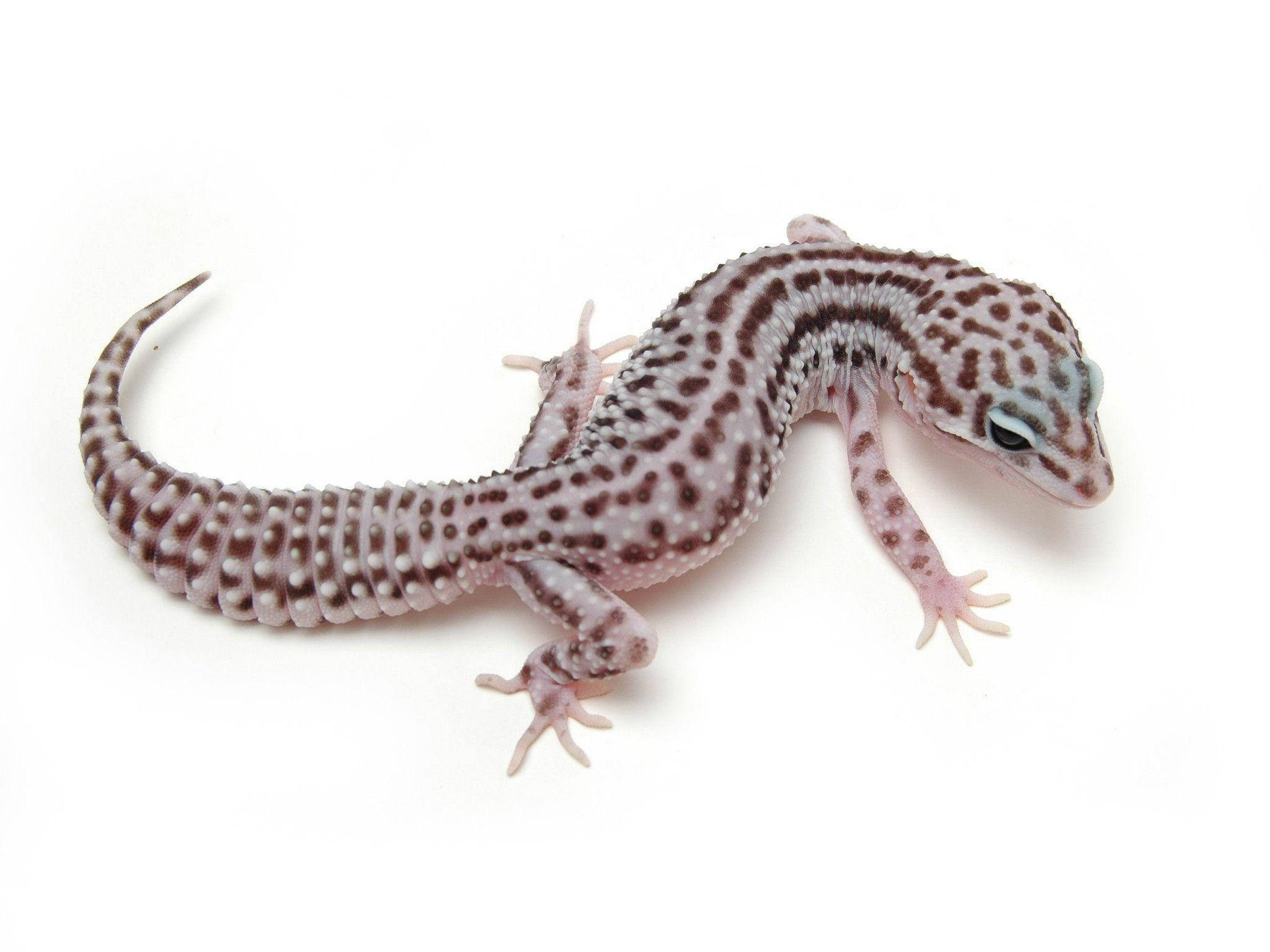 Leopard Gecko, pinkish skin, dark spots, Full HD Desktop Wallpaper