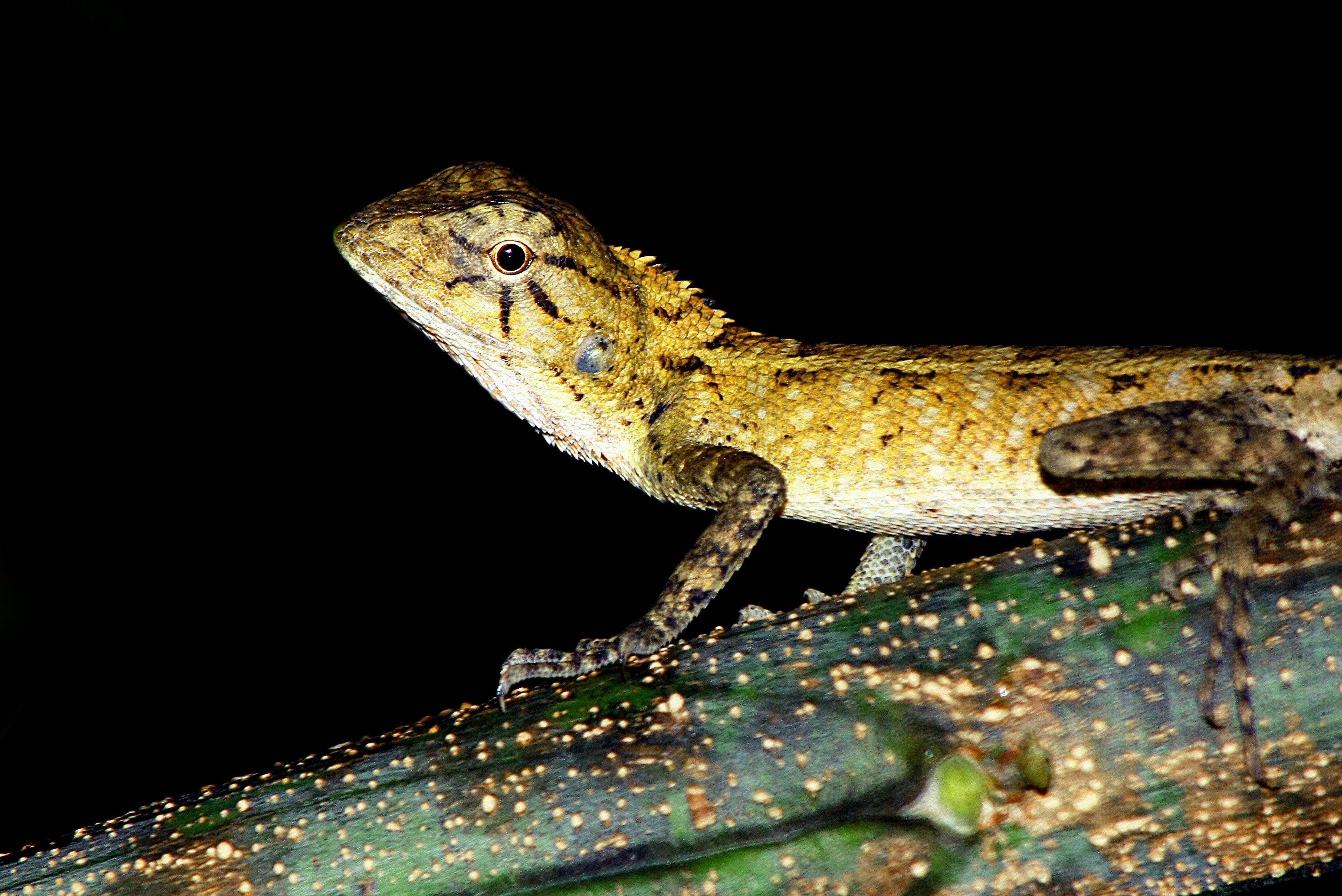 Leopard Gecko, brown, mossy green branch, 2K Desktop Wallpaper