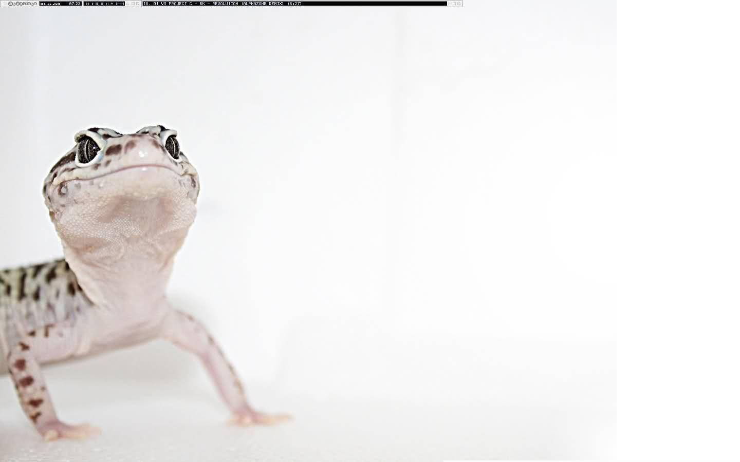 leopard gecko, spotted skin, large eyes, HD Desktop Wallpaper