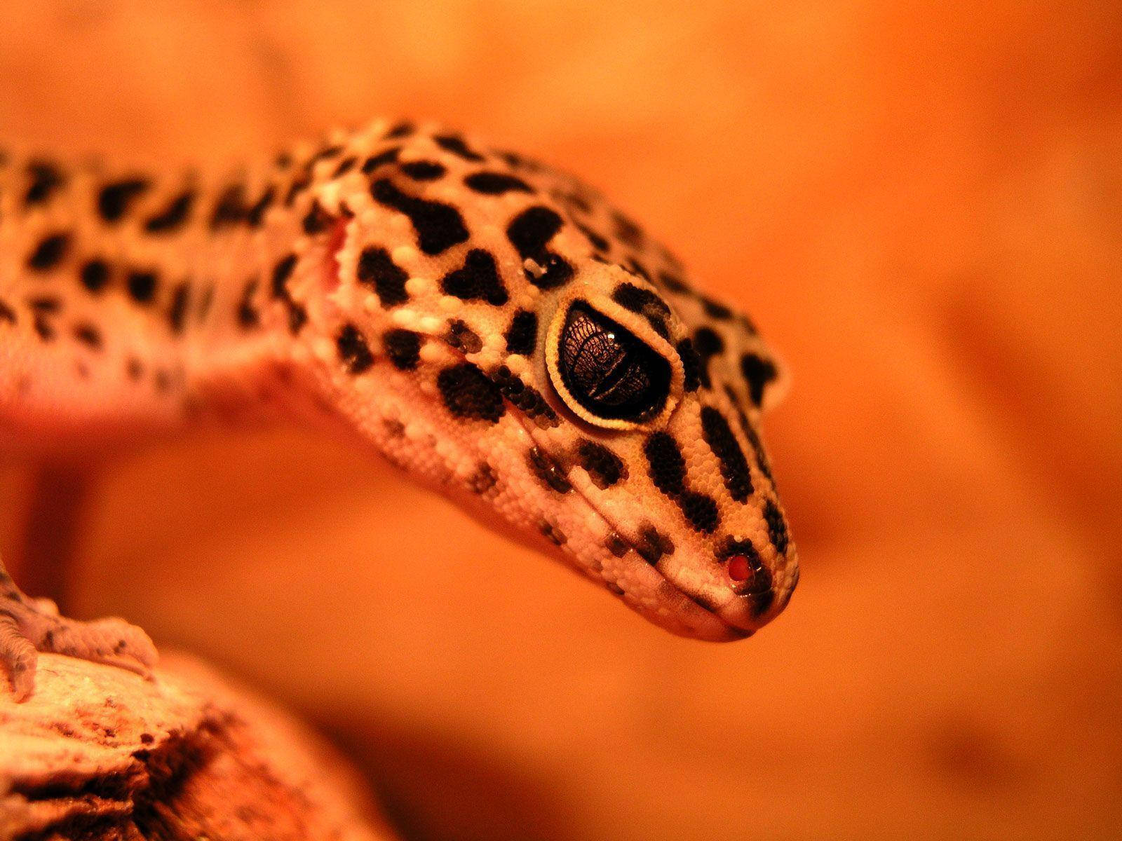 Leopard Gecko, black spots, tan skin, HD Desktop Wallpaper