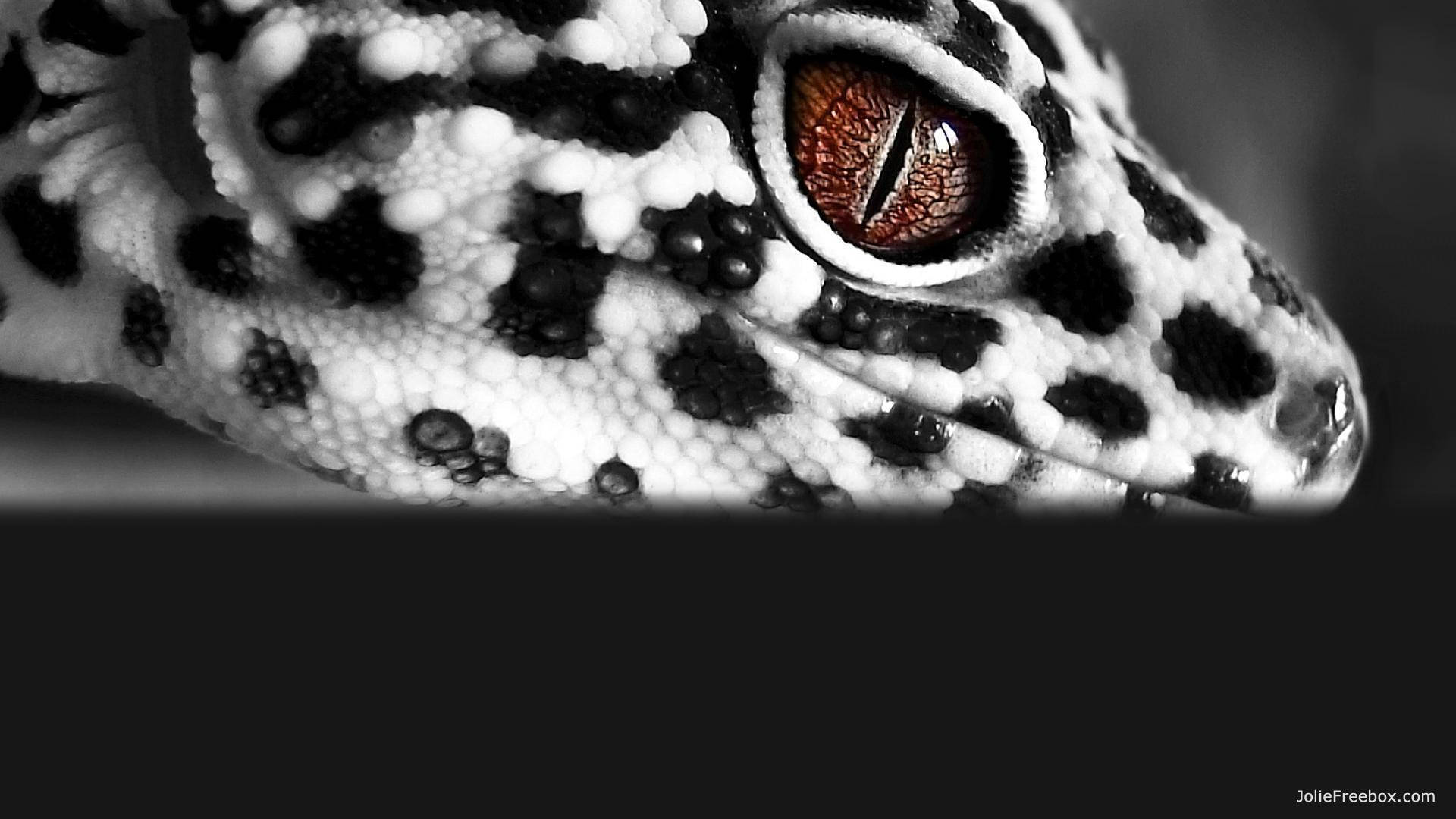 Leopard Gecko, black and white spotted skin, vivid amber eye, Full HD Desktop Wallpaper