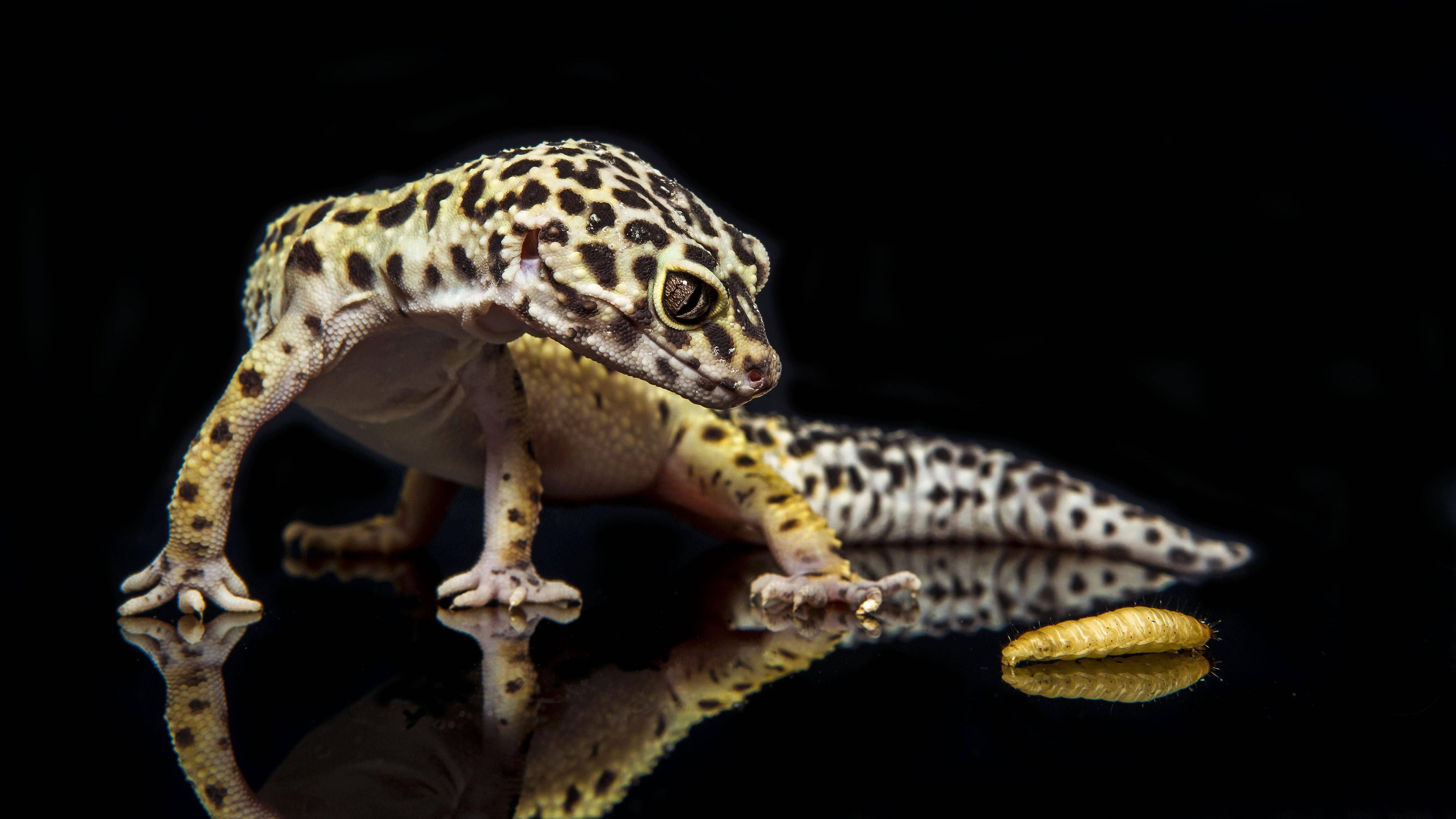 Leopard Gecko, spotted yellow and black skin, reflective black surface, 5K Desktop Wallpaper