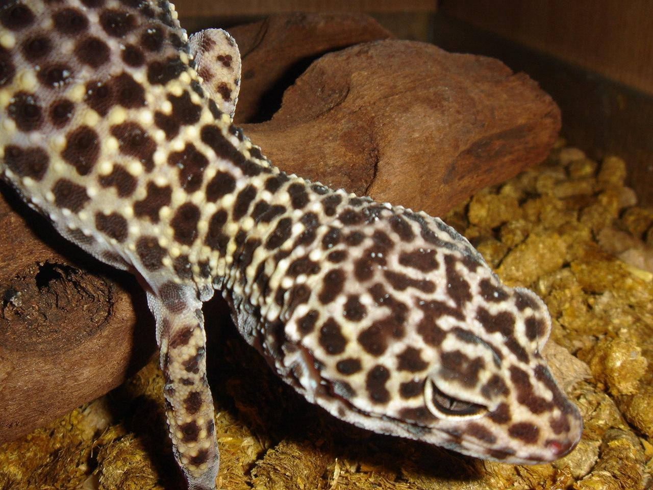 leopard gecko, dark spotted skin, wood, HD Desktop Wallpaper
