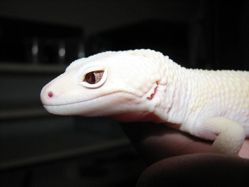 leopard gecko, white leopard gecko, pale white, SD Desktop Wallpaper
