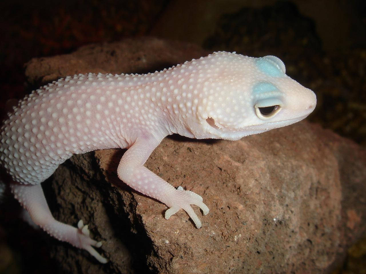 Leopard Gecko, white, pale pink, HD Desktop Wallpaper