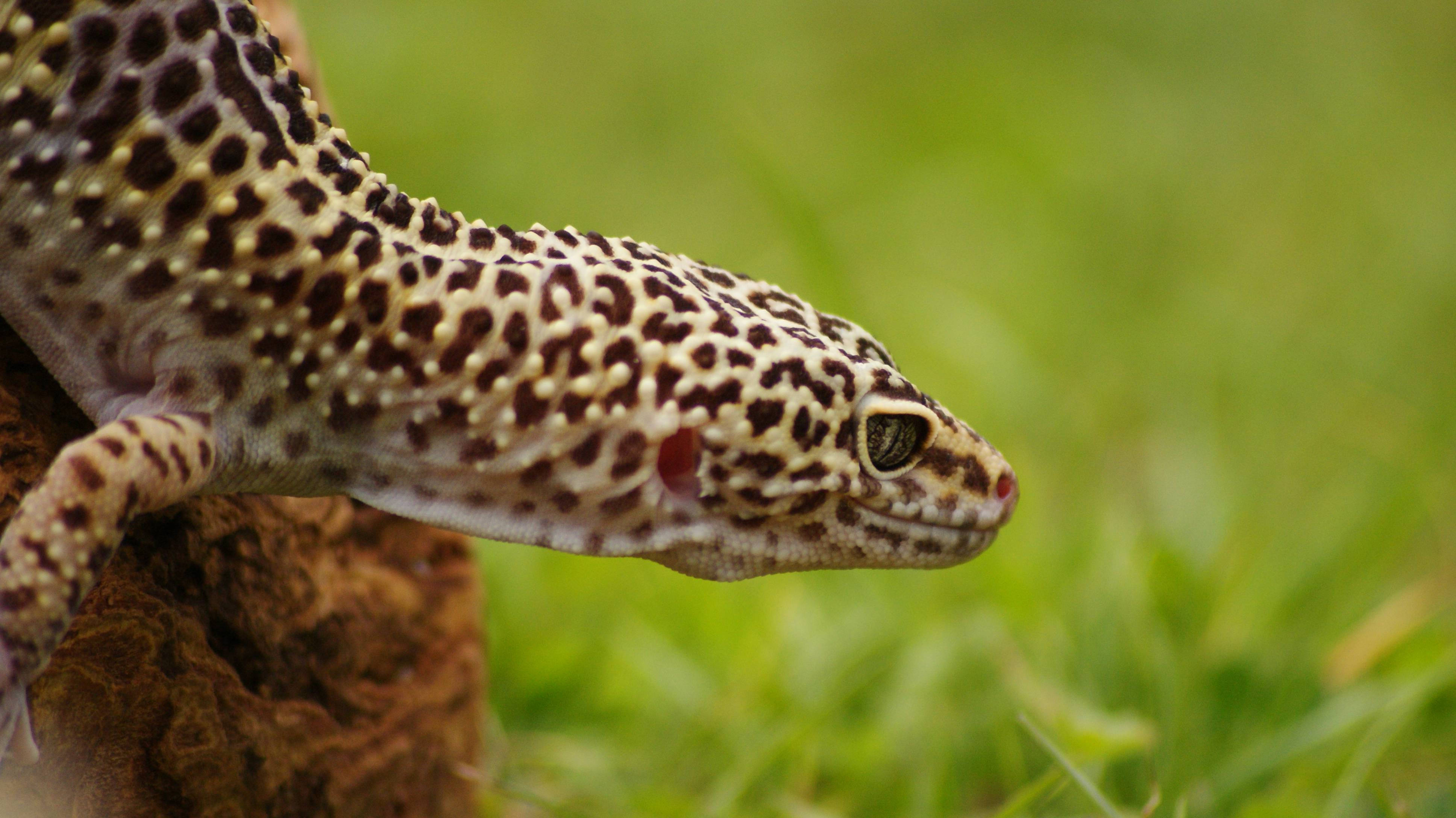 leopard gecko, bark, soft green grass, 4K Desktop Wallpaper