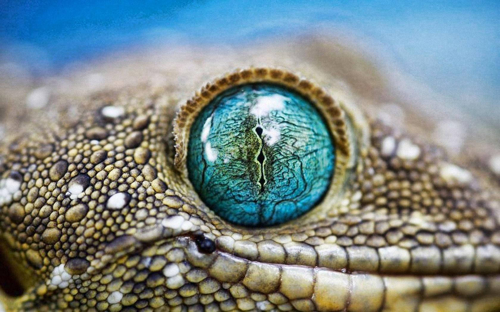 Leopard Gecko, blue eyes, vivid turquoise eye, HD Desktop Wallpaper