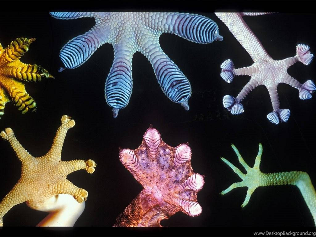 Leopard Gecko, colorful gecko feet, intricate toe pads, SD Desktop Wallpaper