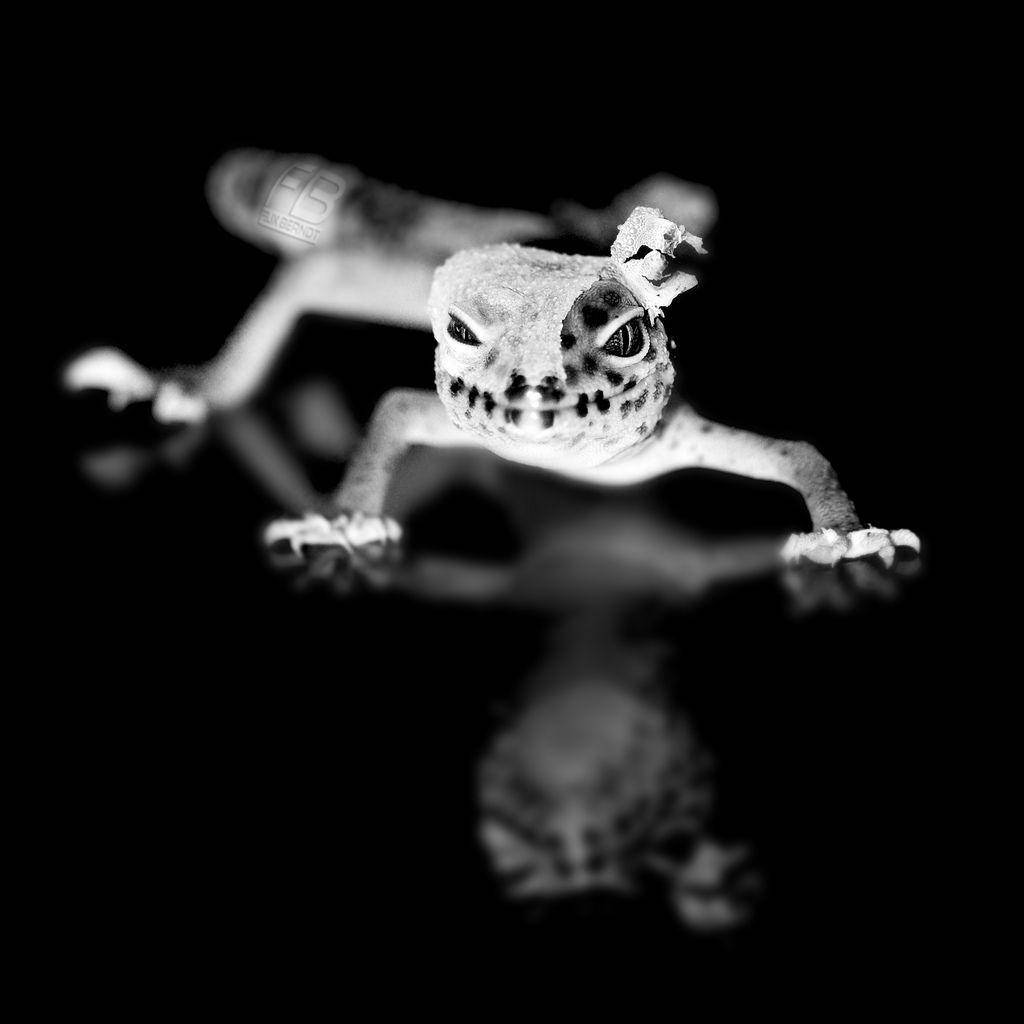 Leopard Gecko, black and white, textured face, SD Desktop Wallpaper