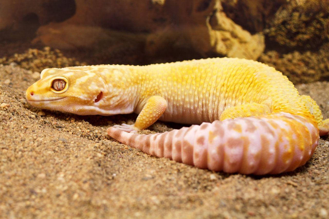 leopard gecko, yellow, white, HD Desktop Wallpaper