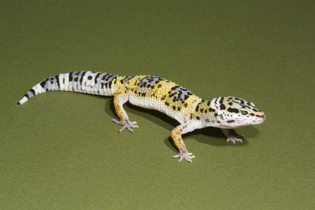 Leopard Gecko, yellow black and white spotted skin, olive green background, SD Desktop Wallpaper