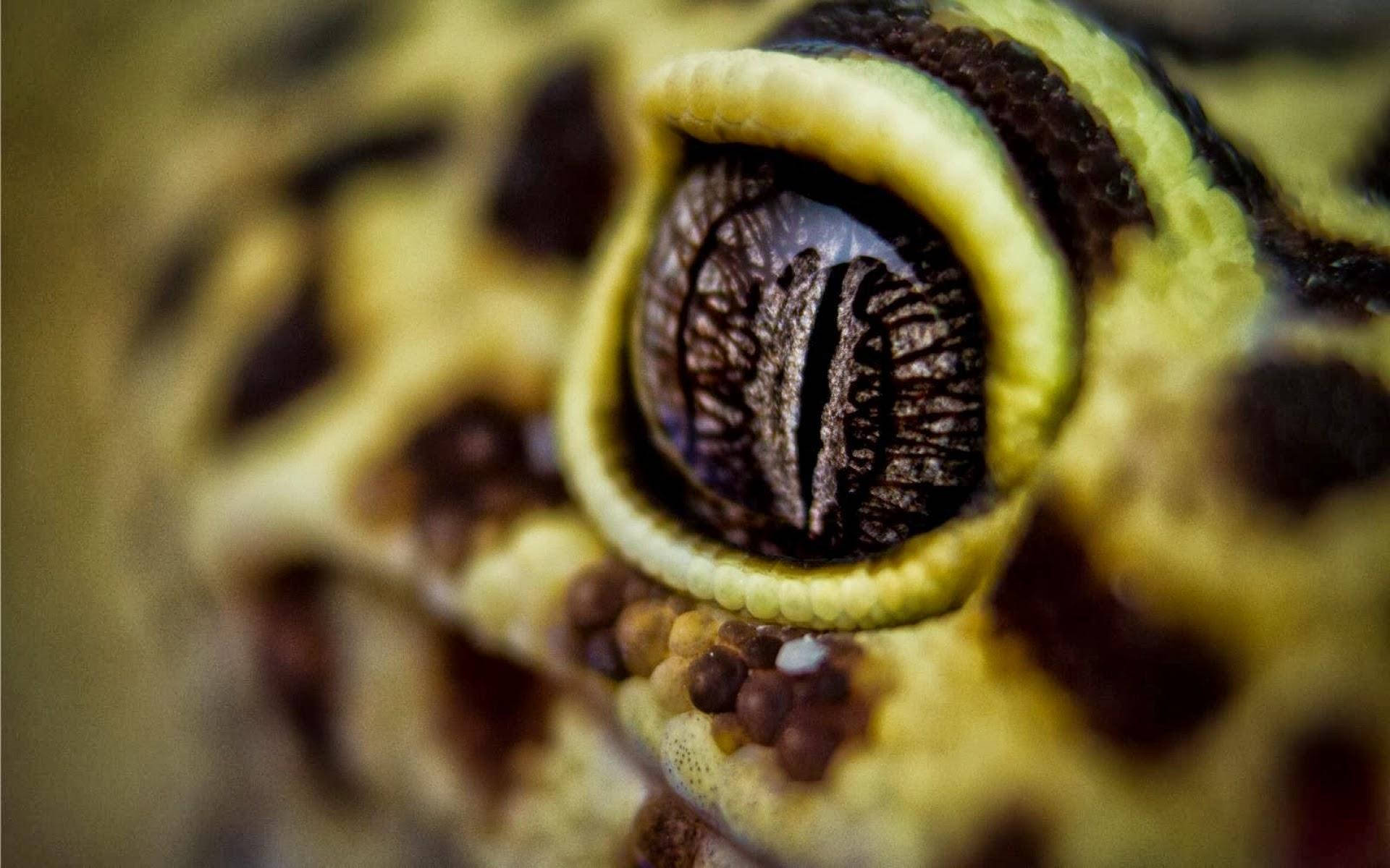 leopard gecko, vertical slit pupil, vibrant yellow and brown patterned scales, Full HD Desktop Wallpaper