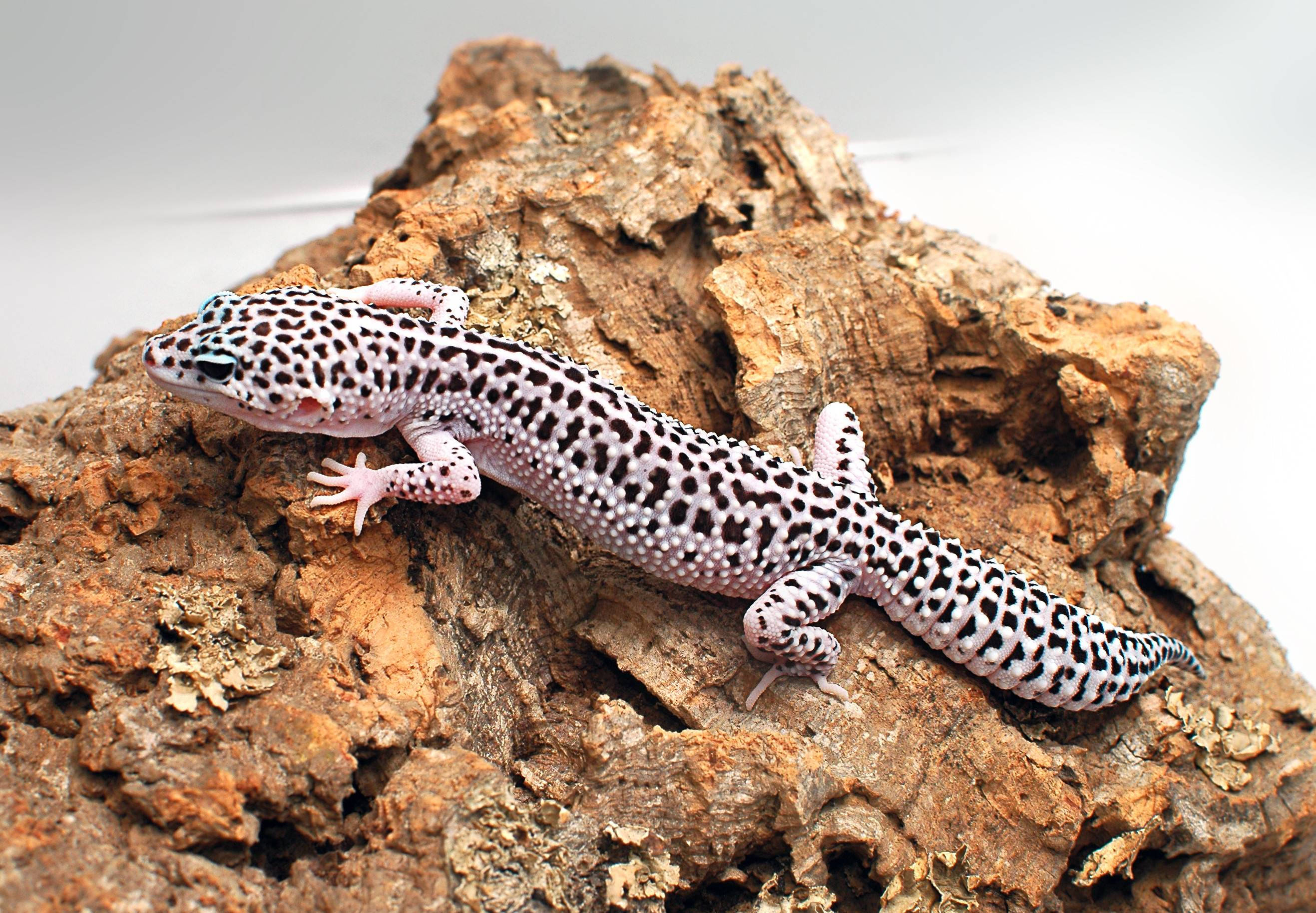 Leopard Gecko, black-dotted, pinkish limbs, 2K Desktop Wallpaper