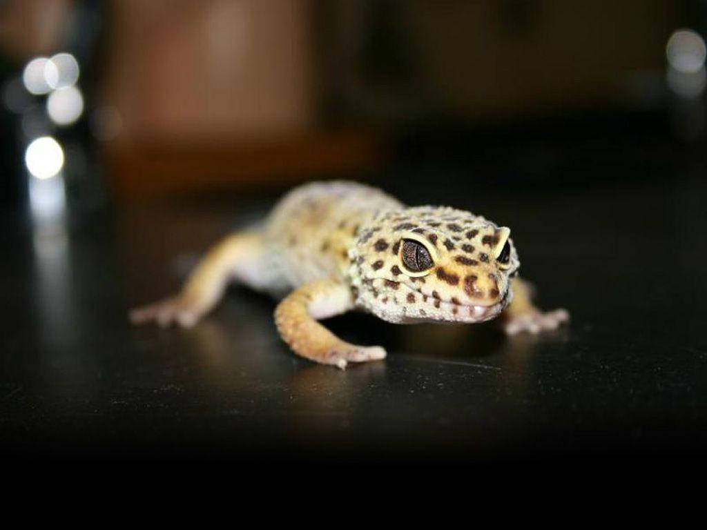 leopard gecko, spotted pattern, dark reflective surface, SD Desktop Wallpaper