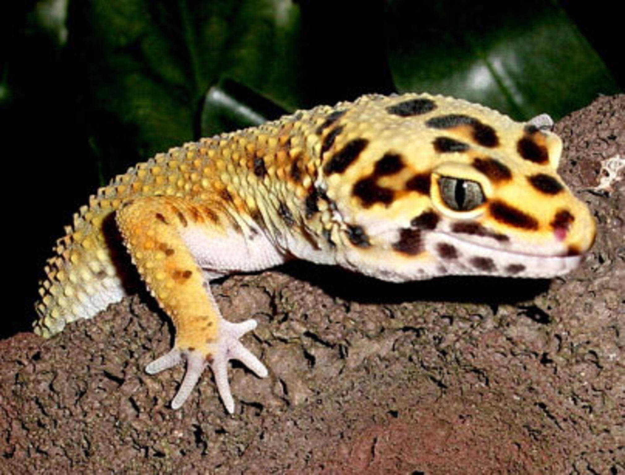 leopard gecko, yellow and black spotted skin, rough brown branch, Full HD Desktop Wallpaper