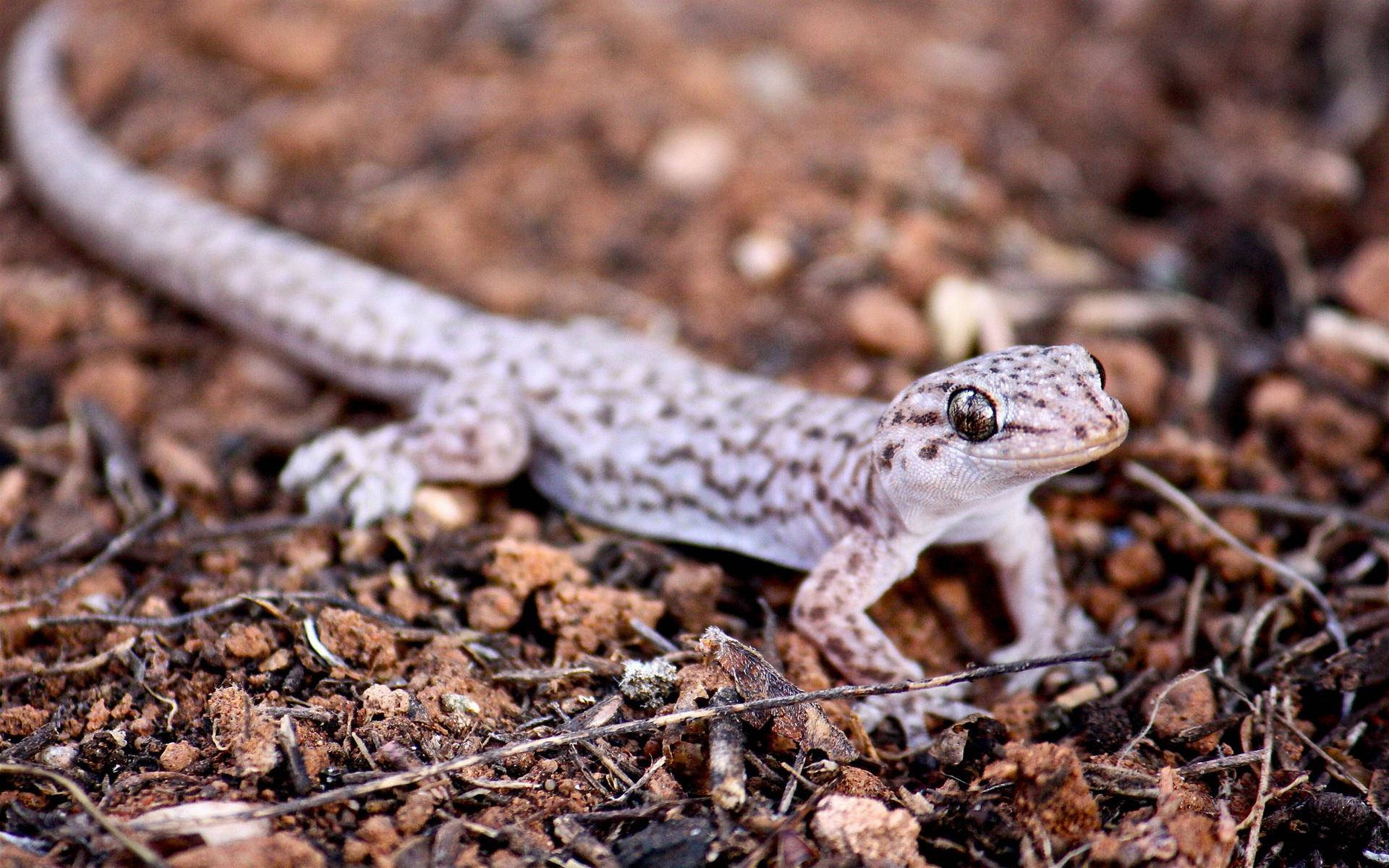 Leopard Gecko, mottled gray and white skin, reddish-brown soil, Full HD Desktop Wallpaper