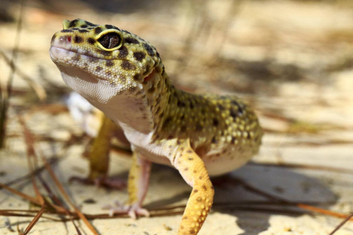 leopard gecko, yellow and black spotted skin, sandy ground, SD Desktop Wallpaper