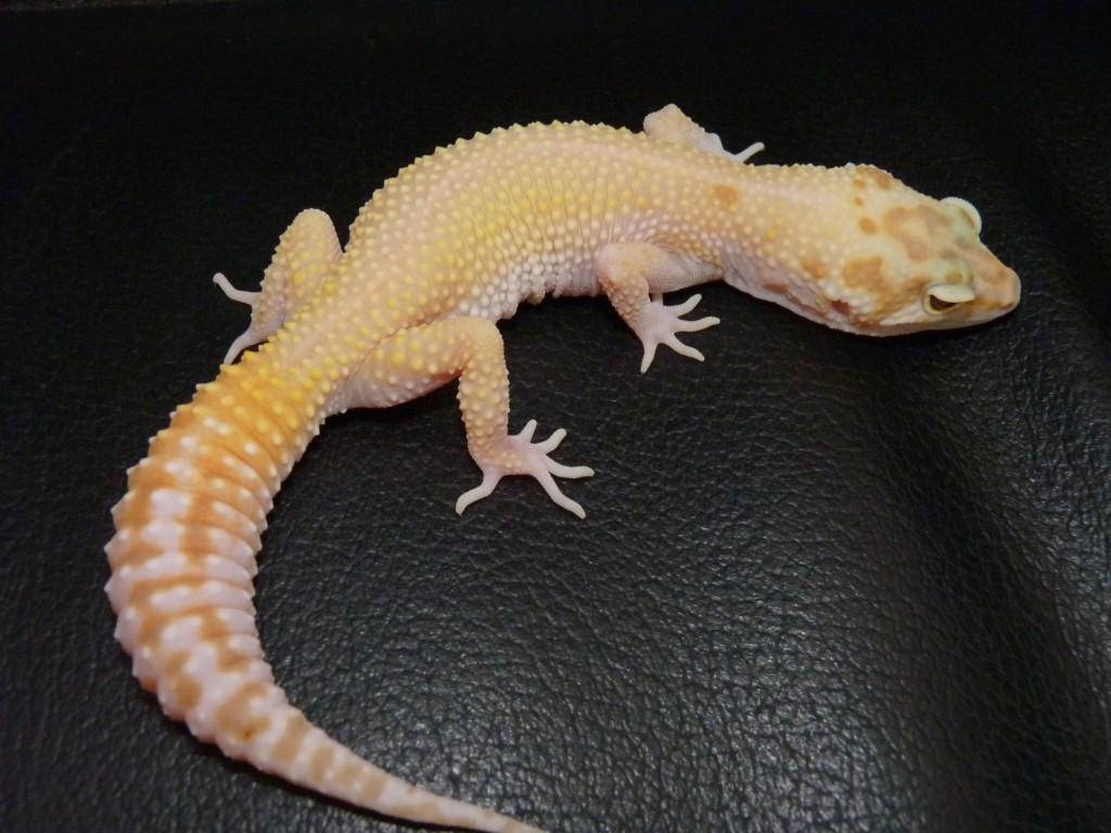 Leopard Gecko, yellow, orange spots, SD Desktop Wallpaper