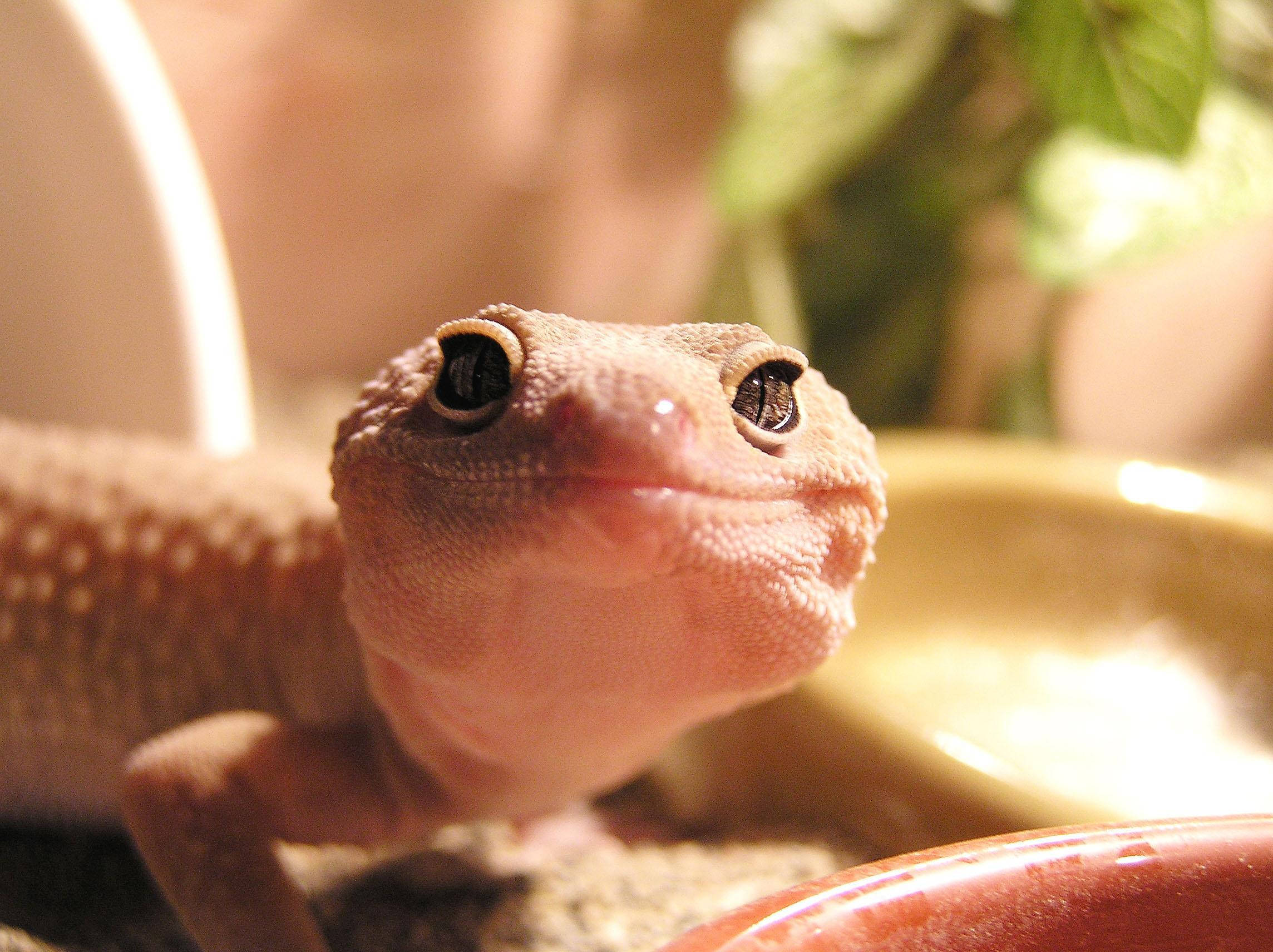 leopard gecko, light brown, large dark eyes, Full HD Desktop Wallpaper