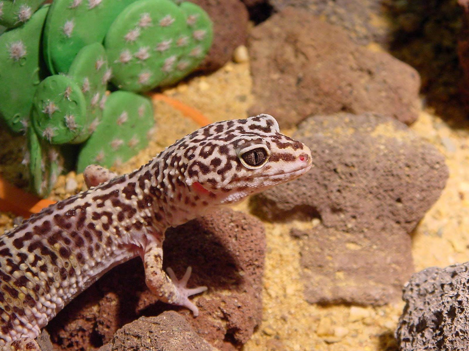 leopard gecko, spotted skin, sandy rocks, HD Desktop Wallpaper