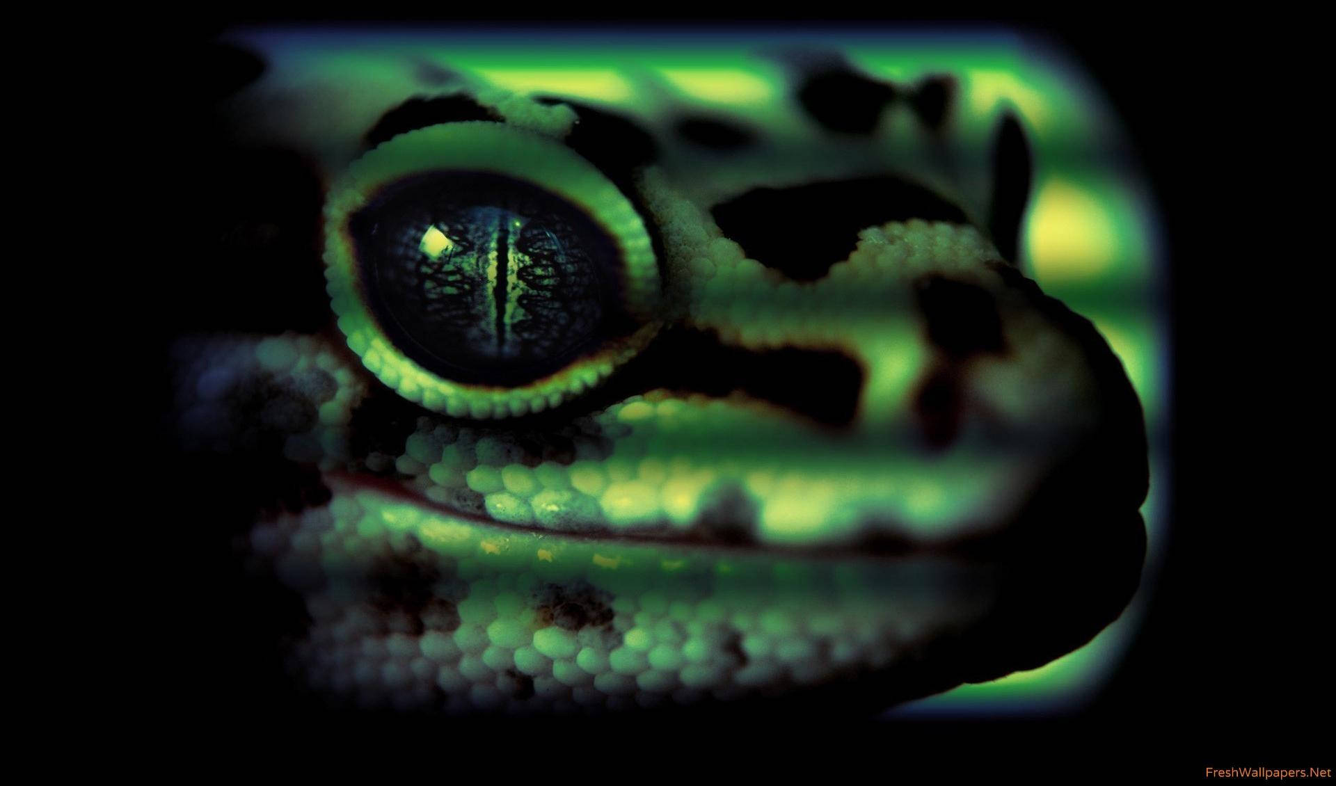 leopard gecko, glowing green eye, textured skin, Full HD Desktop Wallpaper