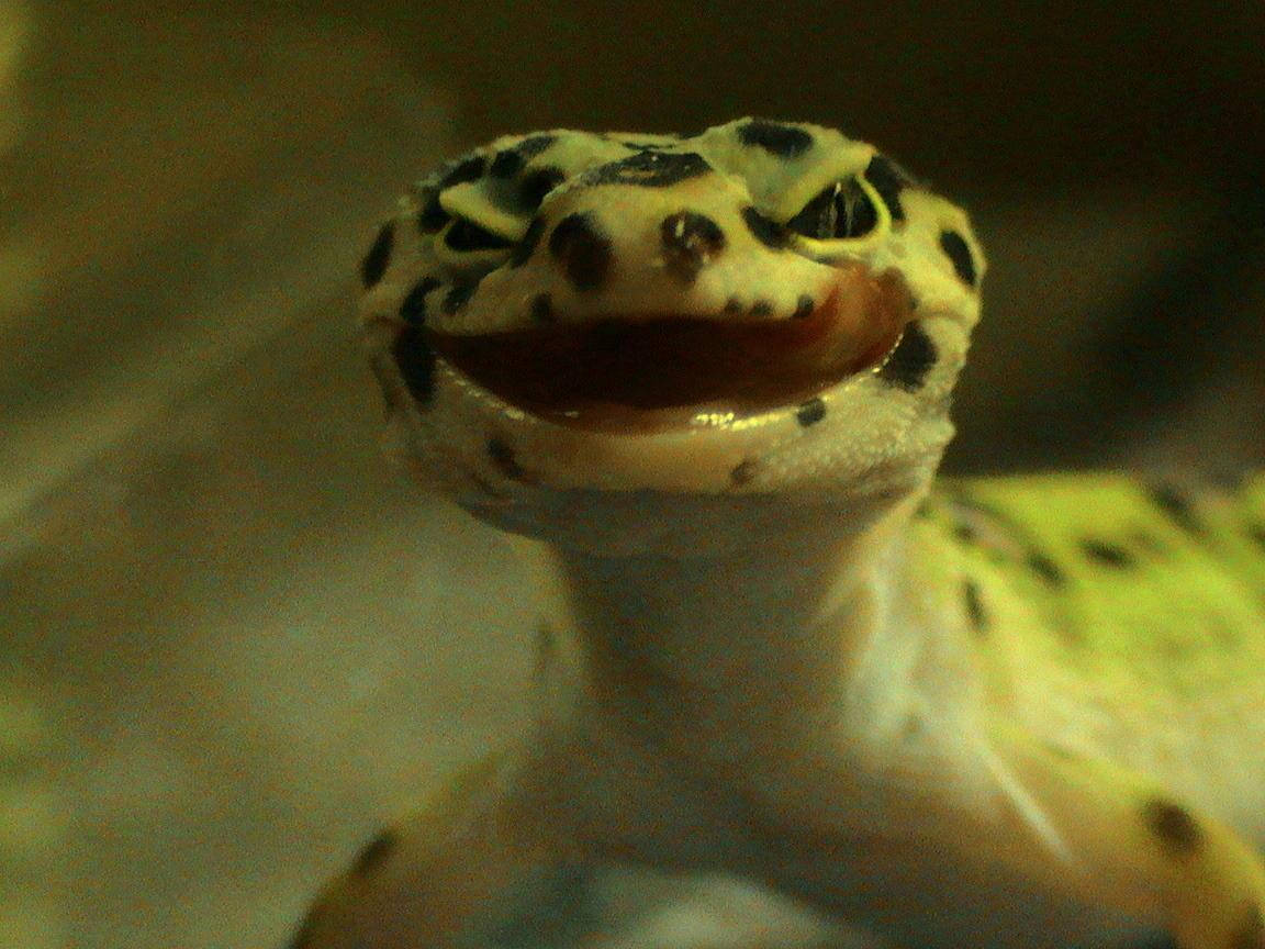 Leopard Gecko, pink tongue, spotted yellow and black skin, SD Desktop Wallpaper
