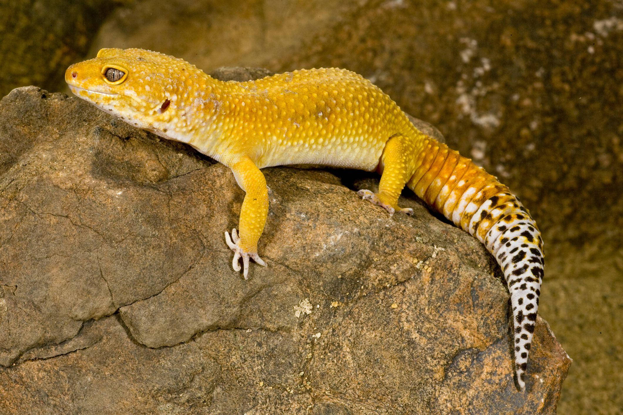 Yellow Leopard Gecko, spotted tail, textured rock surface, Full HD Desktop Wallpaper