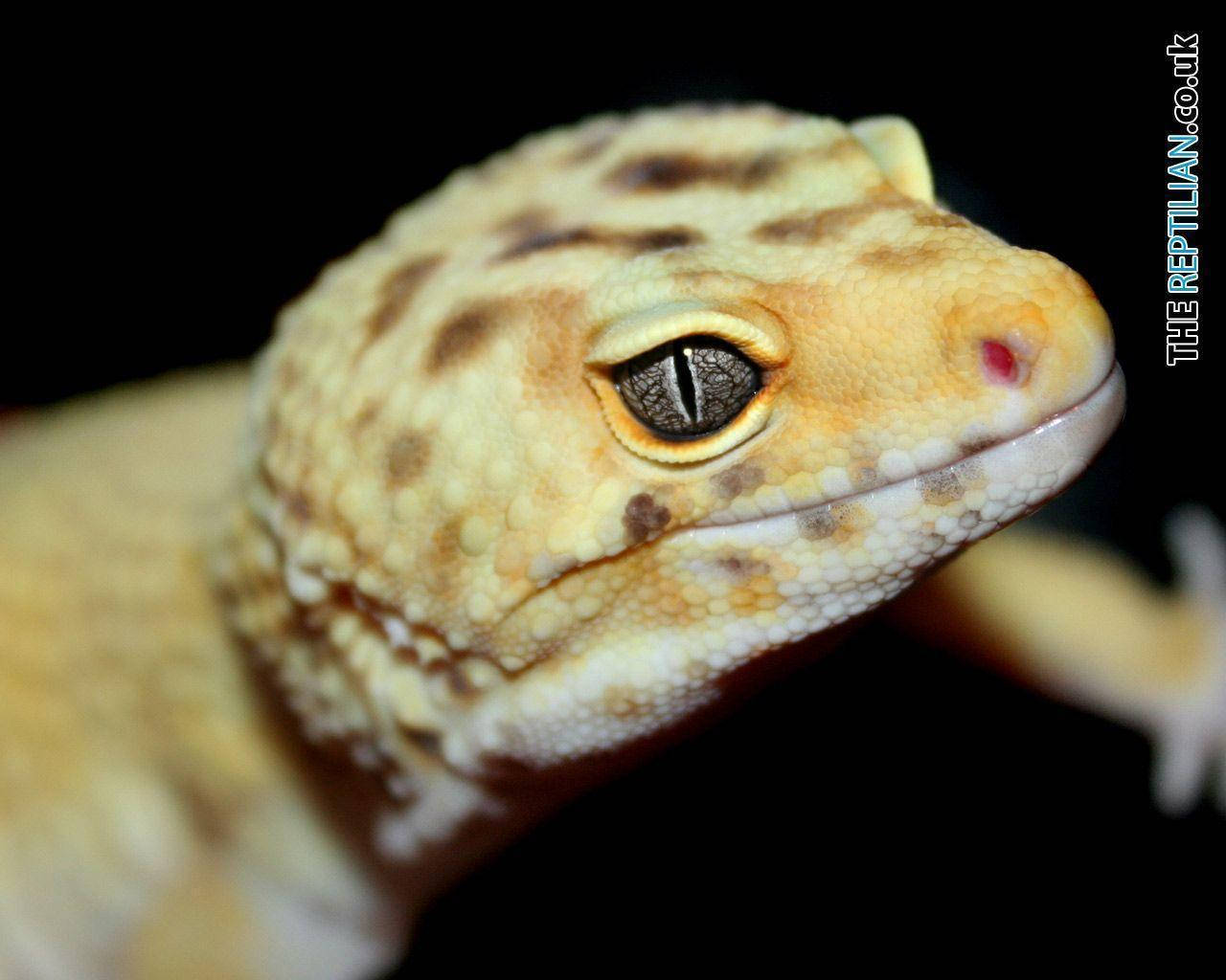 Leopard Gecko, vertical eye slit, detailed scales, HD Desktop Wallpaper