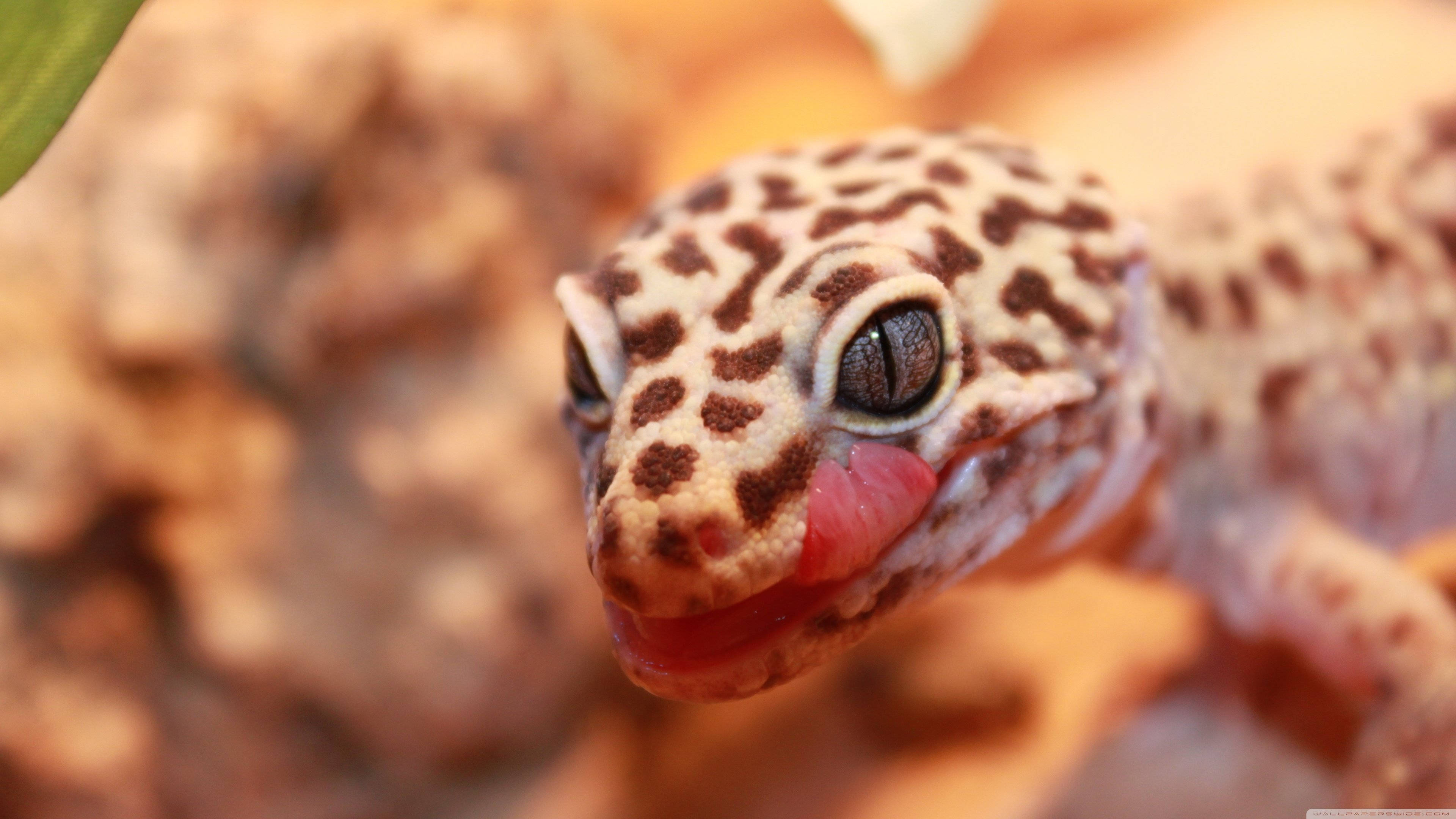 Leopard Gecko, spotted skin, pink tongue, 4K Desktop Wallpaper