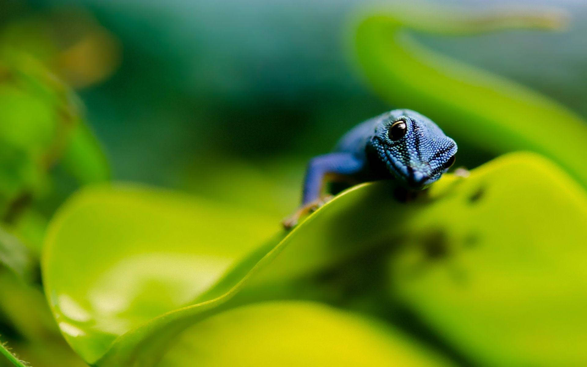 Blue Leopard Gecko, glossy lime green leaf, lush tropical setting, Full HD Desktop Wallpaper