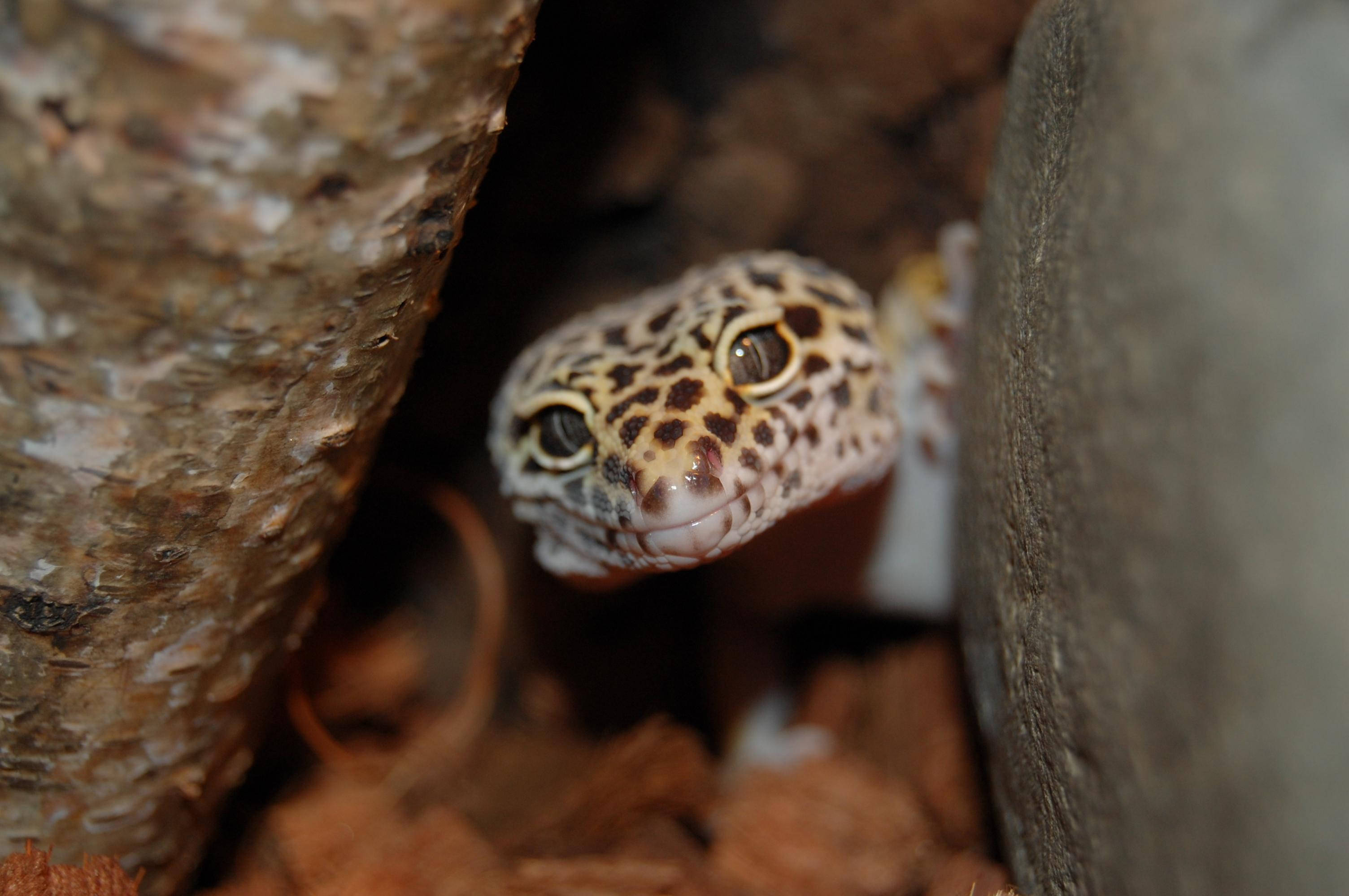 leopard gecko, textured bark, stone, 2K Desktop Wallpaper