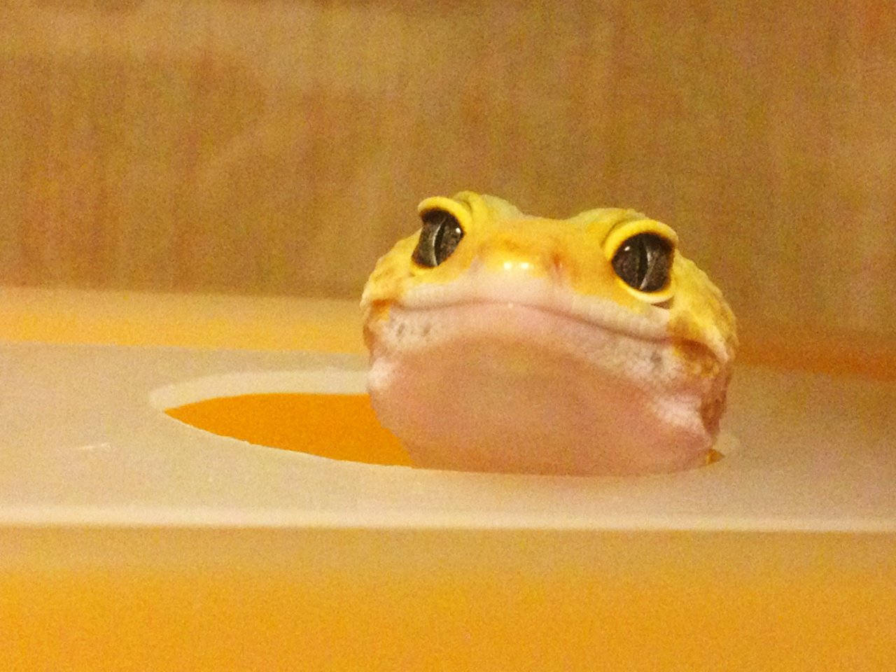 yellow leopard gecko, white container, warm wooden background, HD Desktop Wallpaper