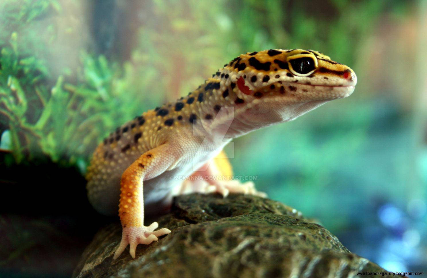 leopard gecko, mossy rock, blurred green foliage, HD Desktop Wallpaper